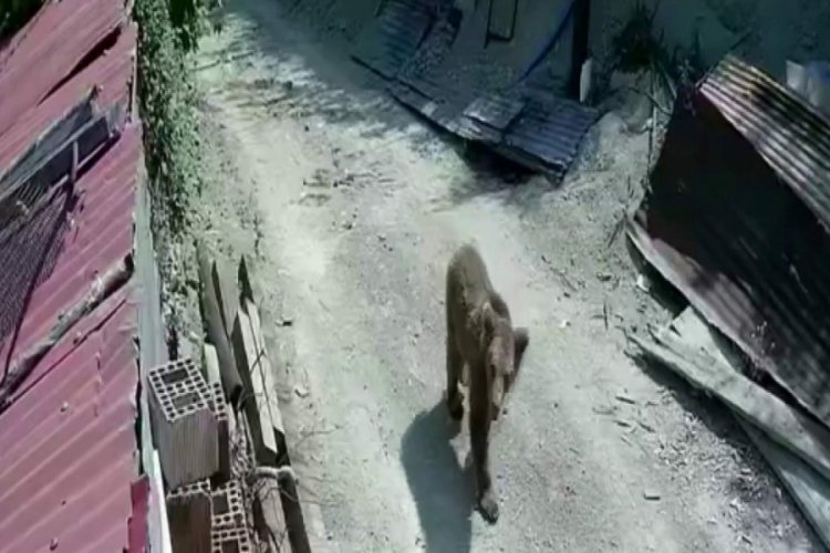 Mahalleye inen ayının rahatlığı kamerada!