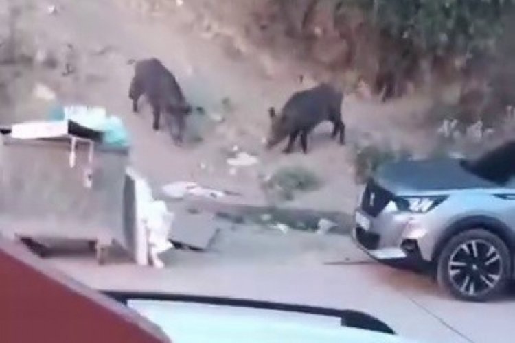 Aç kalan domuzlar çöpte yem aradı