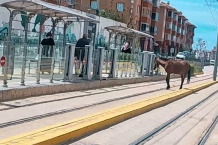 Tramvay durağında at şaşkınlığı! Görenler anlam veremedi...