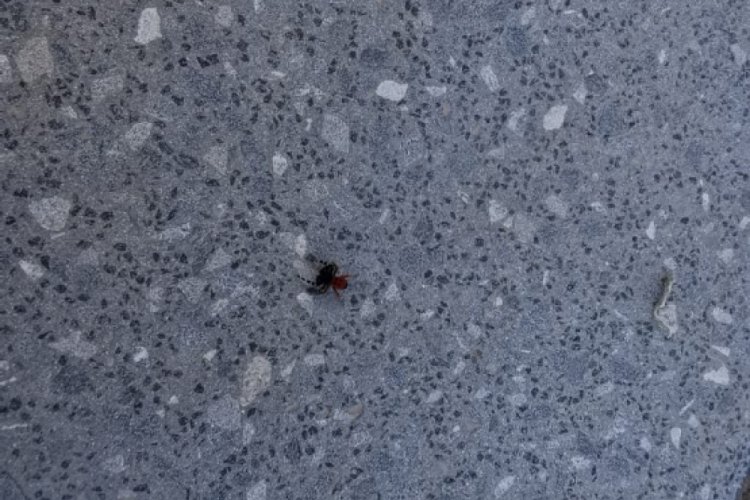 Kırmızı listede yer alıyor: Bursa'da görüldü! Sakın dokunmayın...