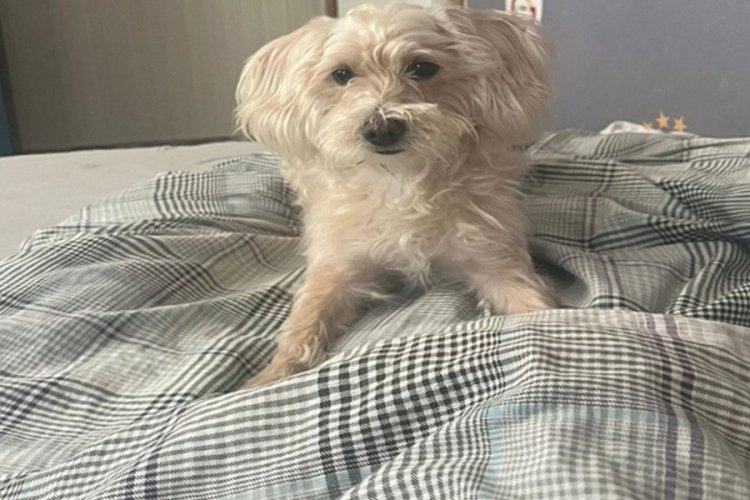 Köpek otelinden kaçan Tarçın, ölü bulundu