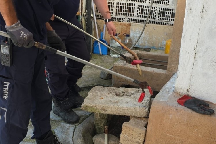 Bursa'da bir evin bahçesinde yakalanan oluklu kertenkele doğaya salındı 
