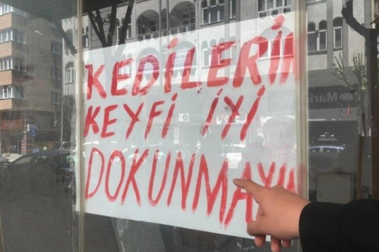 Boş dükkanda bulunan kediler ilginç bir tartışmaya yol açtı
