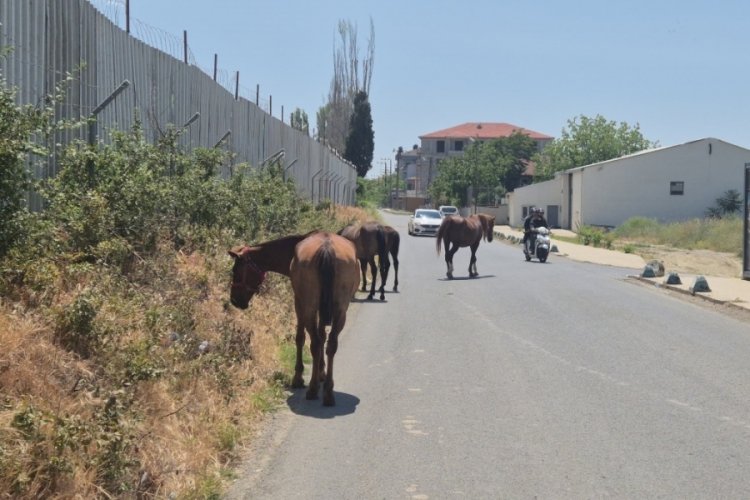 Bu sefer yolları maganda değil at karıştırdı!