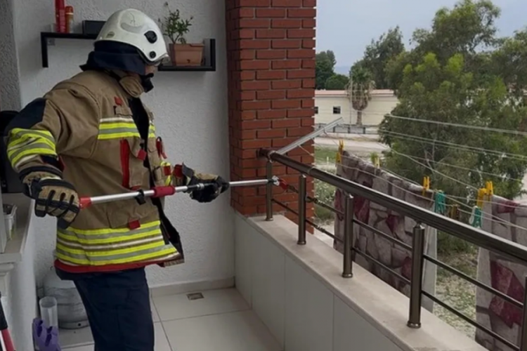 Havalar ısınınca ortaya çıkmaya başladılar! Evin balkonunda panik