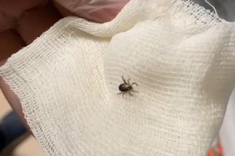 Kene paniği! Korku dolu anlar yaşadı