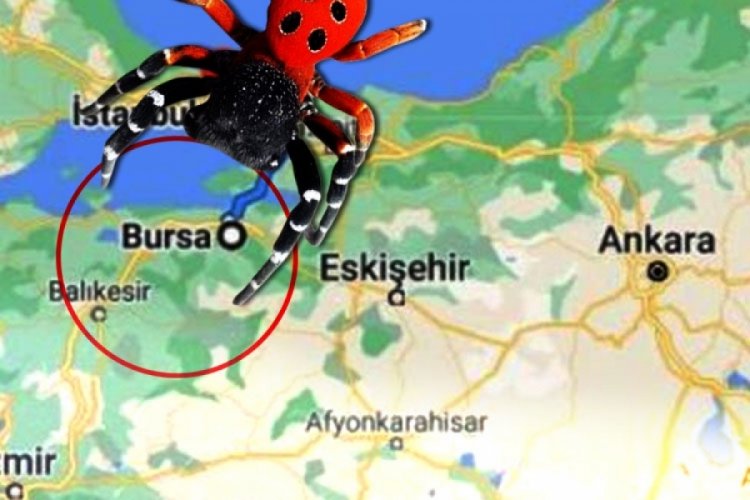 Bursa'da panik büyüyor! Şehir istila altında...