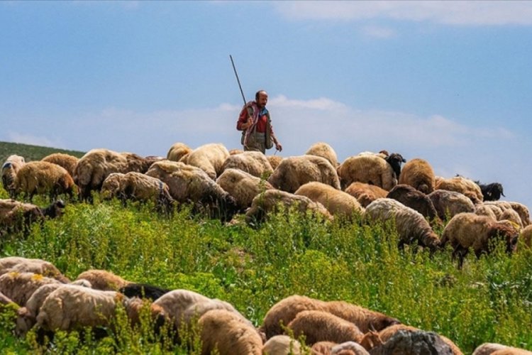Yerli kalmadı! Çobanlıkta 'ithal' dönem başlıyor