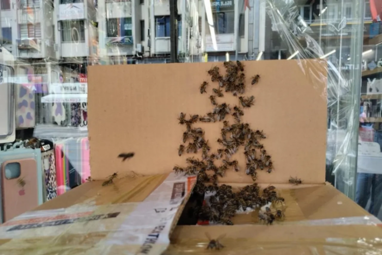 Arılar bir şehri istila etti, esnaf kepenk kapattı!