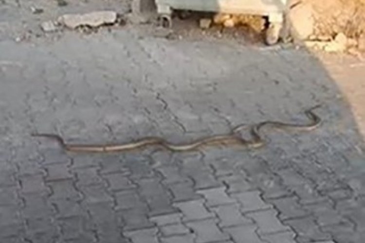 Mezarlıkta yılanlar dolaşırken görüntülendi