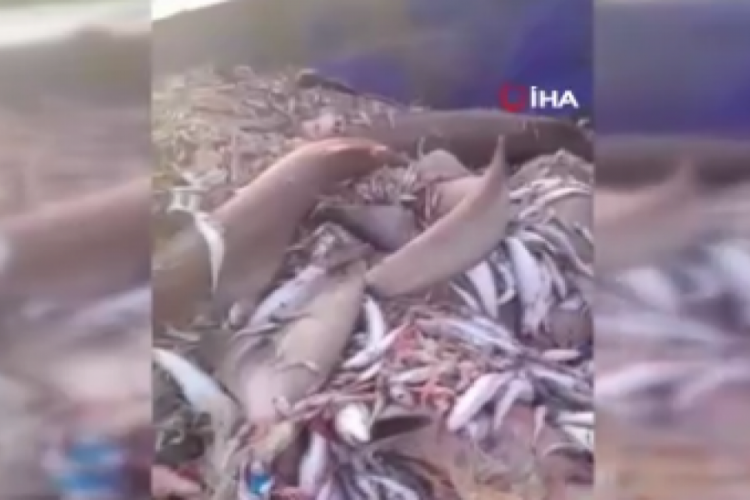 Bu kez 8 köpekbalığı ağlara takıldı