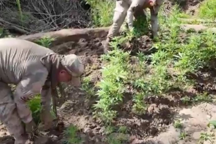 Tarihi uyuşturucu operasyonu! Çok sayıda gözaltı