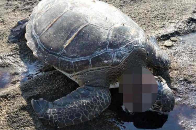 Antalya'da carettanın başı kesildi