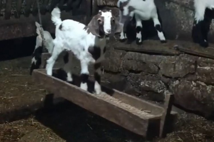 Oğlağın ahırda salıncak keyfi