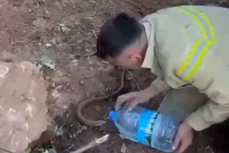 Orman işçilerinden oluklu kertenkeleye şefkat