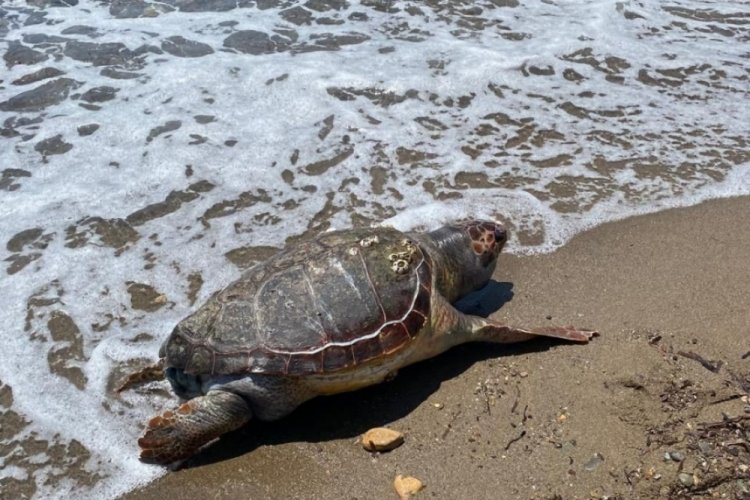 Assos sahilinde ölü caretta caretta bulundu