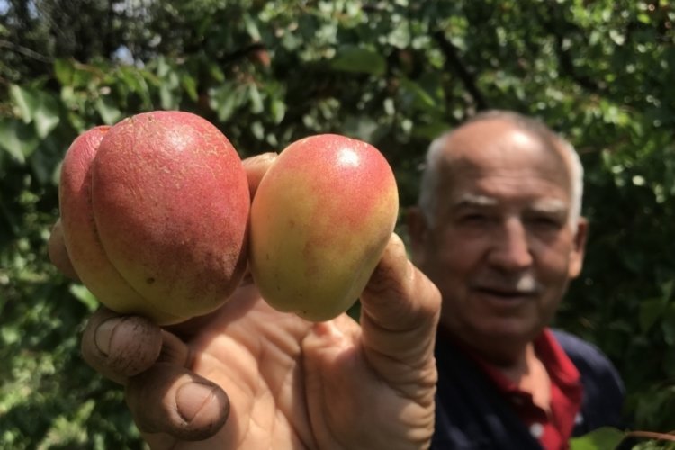 Bursa'da dev fiyat farkı! Kurusu 10 kat daha pahalı...