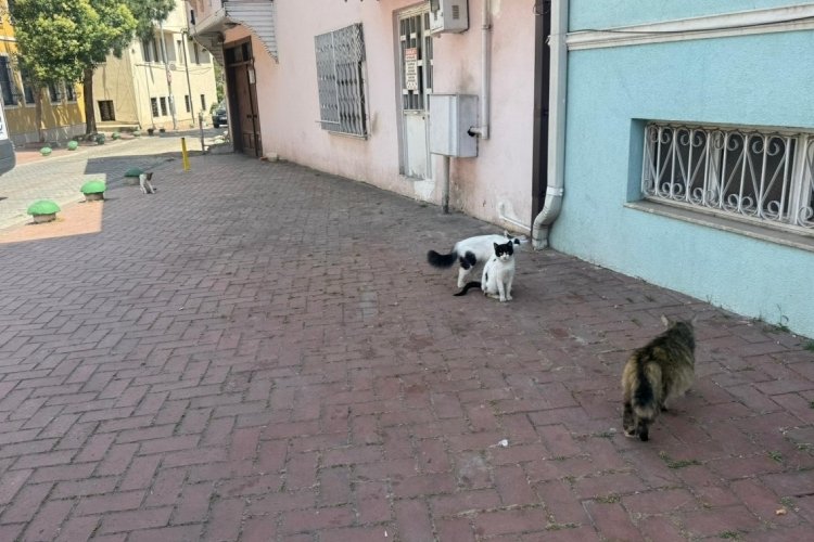 Bursa'da hayvan dostu mahalle! Afiş bile astılar...