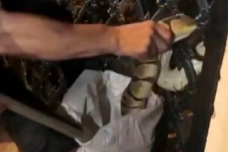 Sakın açıkta bırakmayın, onları cezbediyor!