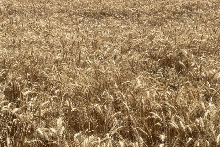 Makarnalık buğdayın tonu 2 bin 760 lira arttı