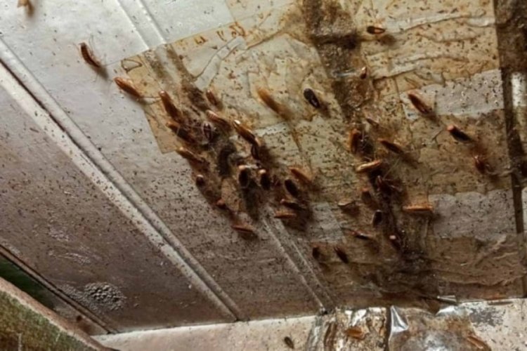 Bu turizm şehri böceklerle mücadele ediyor! Resmen istila edilmiş