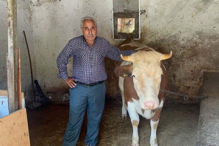 155TL'ye inek alıp Bursa'ya gelirken yakalandılar!