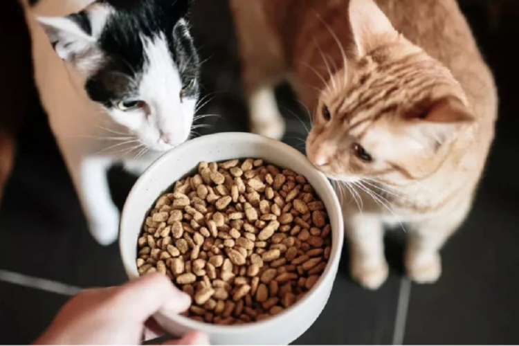 Ünlü kedi mamasının içinden çıktı!