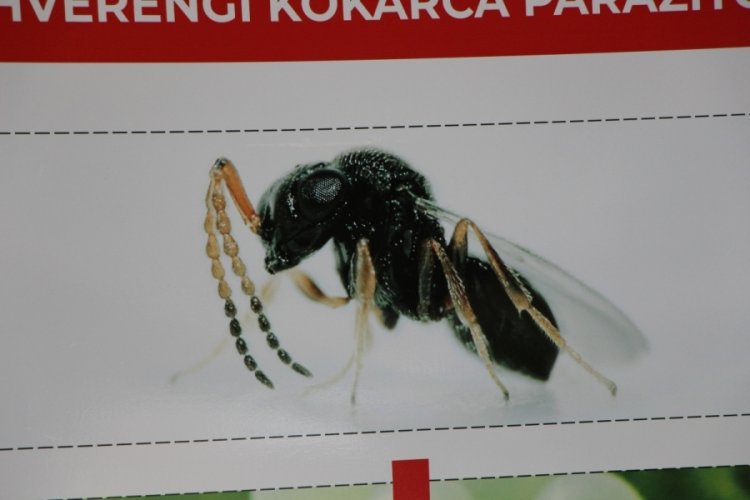 Kahverengi kokarca yayılıyor