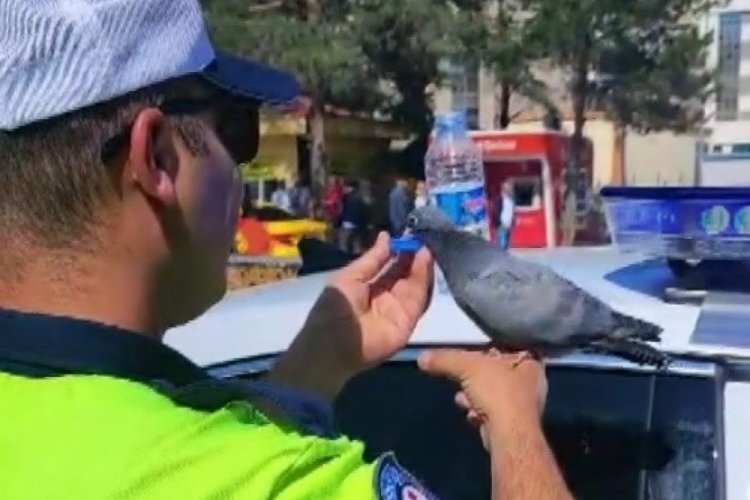Güvercine su içiren trafik polisi merhametiyle yürekleri ısıttı