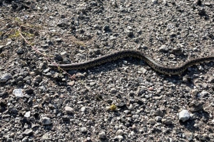 Avını boğarak öldürüyor: Erzincan'da görüntülendi