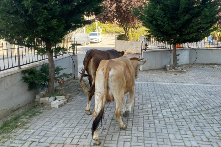 Bursa'da siteler bölgesinde alarm! Zarar veriyorlar...