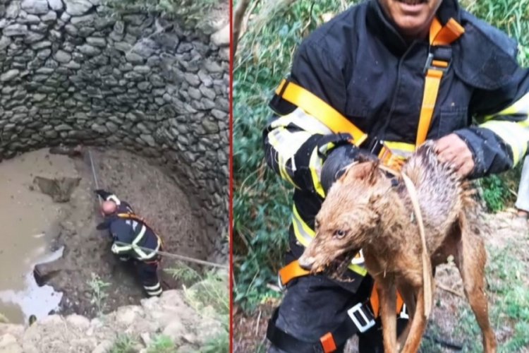 Sayıları gittikçe artıyor! Kuyuya düştü, itfaiye kurtardı