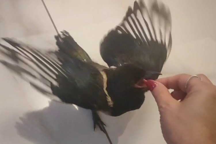 Çocuğu gibi görüyor: Tatile bile götürüyor