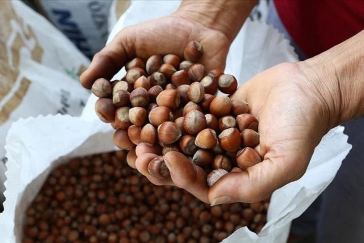 Fındık alım sezonu öncesi Rekabet Kurumu'ndan uyarı