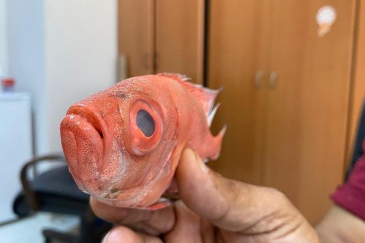 İlk kez görüldü: Kocaman gözlere sahip bir tür!