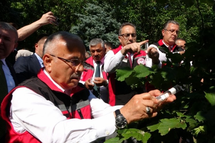 Türkiye'de kahverengi kokarcaya karşı 1 milyondan fazla samuray arısı salınımı yapılacak