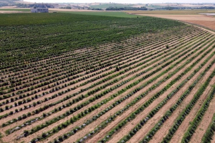Edirne'de yaban mersini hasadı, don nedeniyle verim kaybıyla başladı