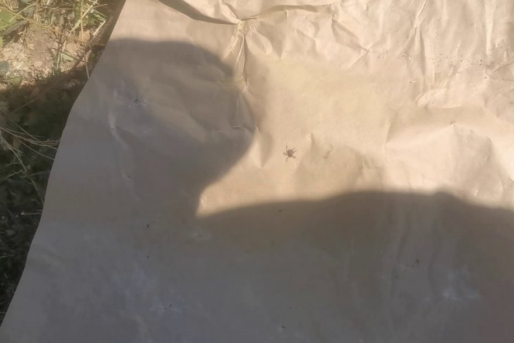 Vakalar artıyor: Bursalılar tedirgin! Resmen koşuyorlar...