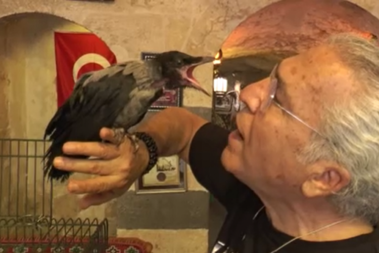 Esnafın sahiplendiği karga ile dostluğu görenleri şaşırtıyor