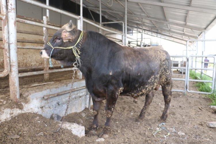 Köyde hastalık görüldü, 17 köy karantina altına alındı