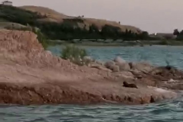 Barajın kenarında şaşırtan manzara!