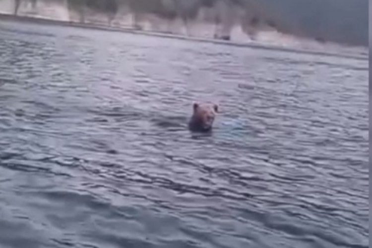 Bu kez oltaya balık değil, ayı takıldı! Görenler inanamadı...