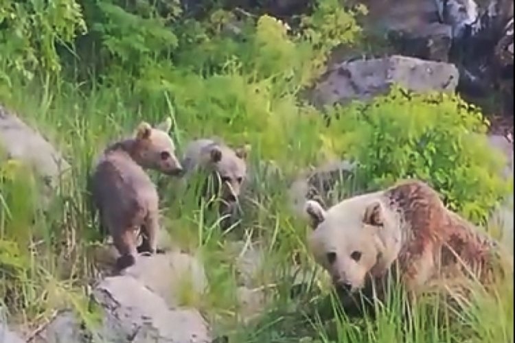 Maskot ayıları yeniden ortaya çıktı
