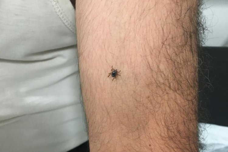 Bir ilin başı keneler ile dertte!