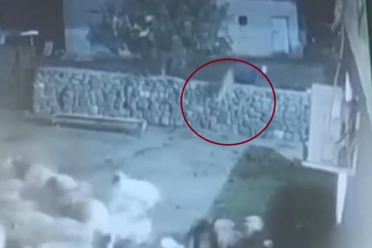 Kurdun kaptığı koyun ölü taklidi yaparak kurtuldu! Şoke eden anlar