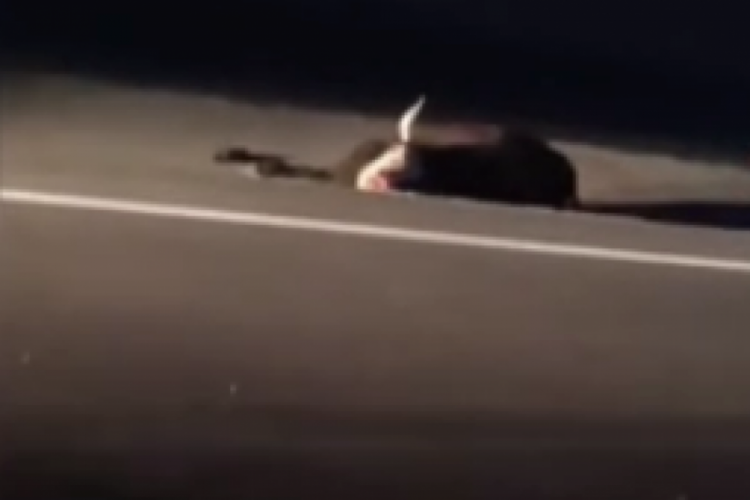 Otomobil yola çıkan ineğe çarptı: 3 yaralı