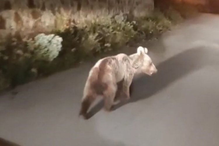 Köye inen ayılar böyle görüntülendi