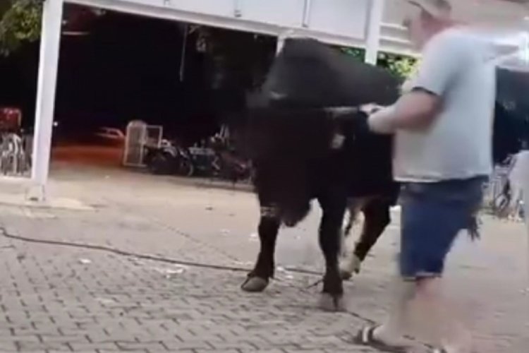 Bu tanıtım hiç iyi olmadı! Kızgın boğa acımadı...