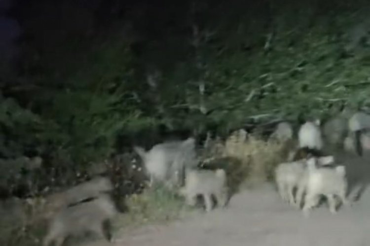 Domuz sürüsü yola indi