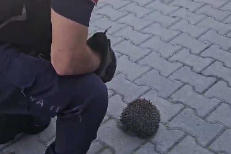Bursa'da dikenleriyle meşhur hayvan için seferberlik!
